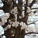 Blossoming Trees by julie