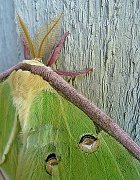 27th Mar 2012 - Luna Moth