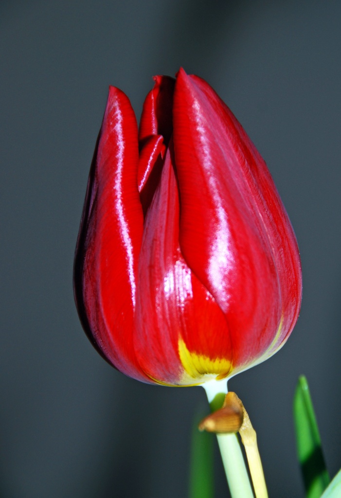 Tulip by dakotakid35