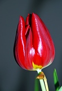 27th Mar 2012 - Tulip