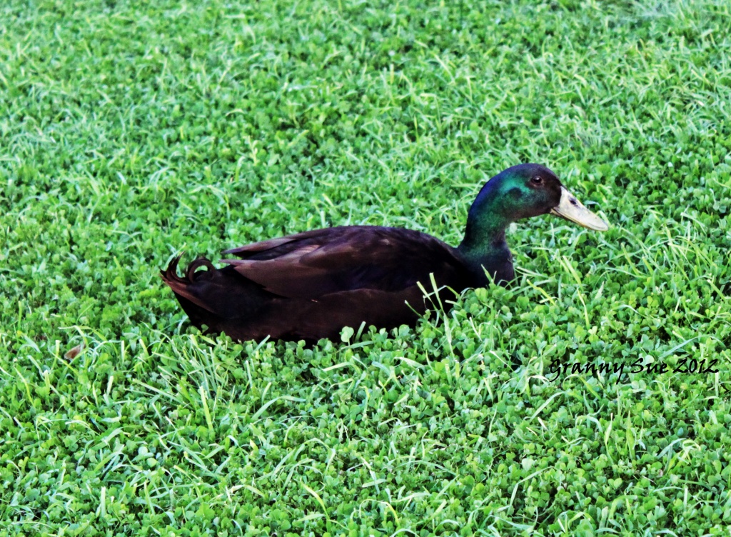 Lone Duck by grannysue
