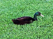 27th Mar 2012 - Lone Duck