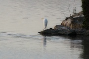 23rd Mar 2012 - Lone Heron