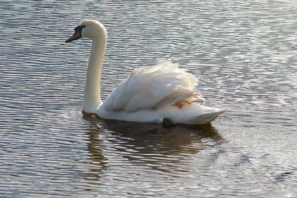 Shining Swan by melinareyes