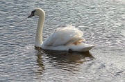 25th Mar 2012 - Shining Swan