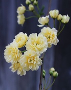26th Mar 2012 - Little Yellow Flowers