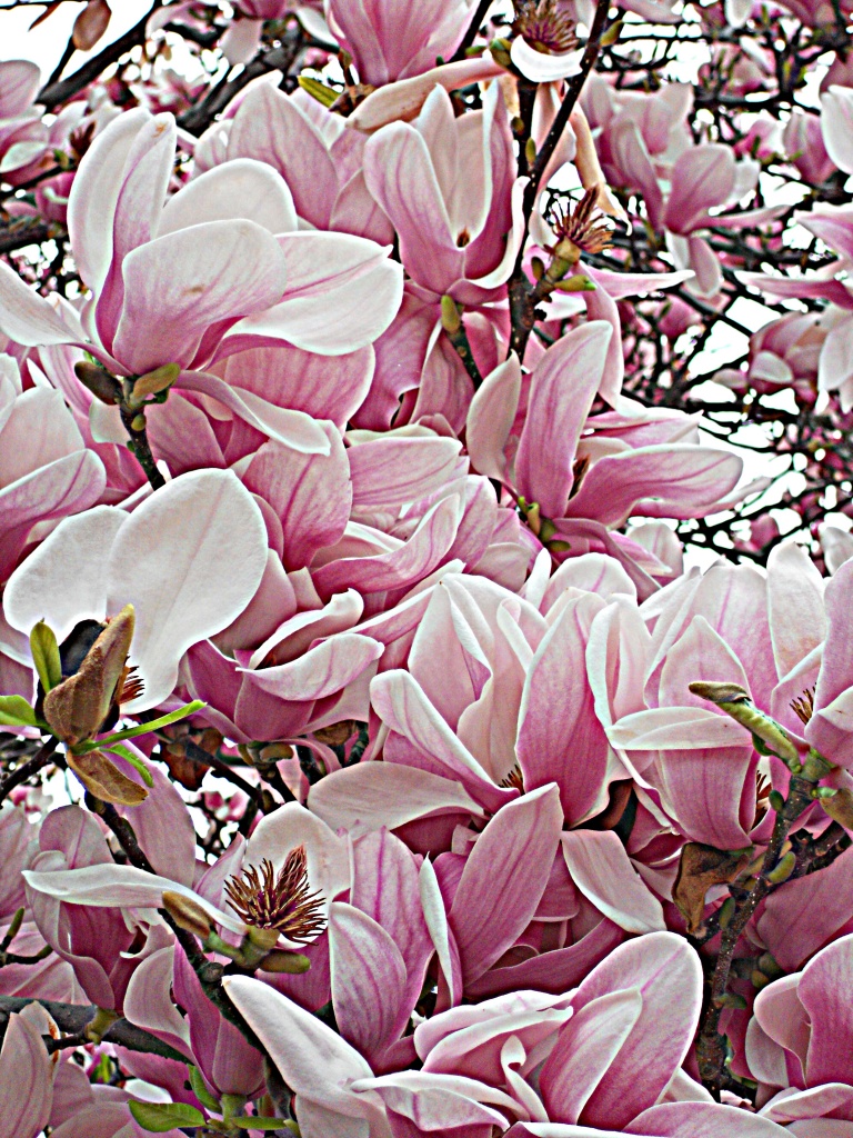 Magnolia Tulip Tree by yentlski