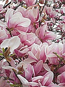 28th Mar 2012 - Magnolia Tulip Tree