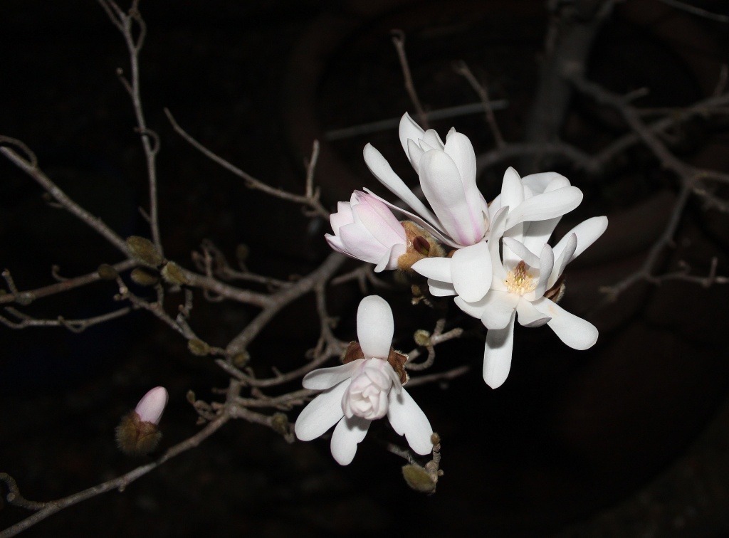 What magnolias look like at night by dulciknit