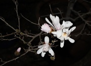 27th Mar 2012 - What magnolias look like at night