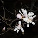 What magnolias look like at night by dulciknit