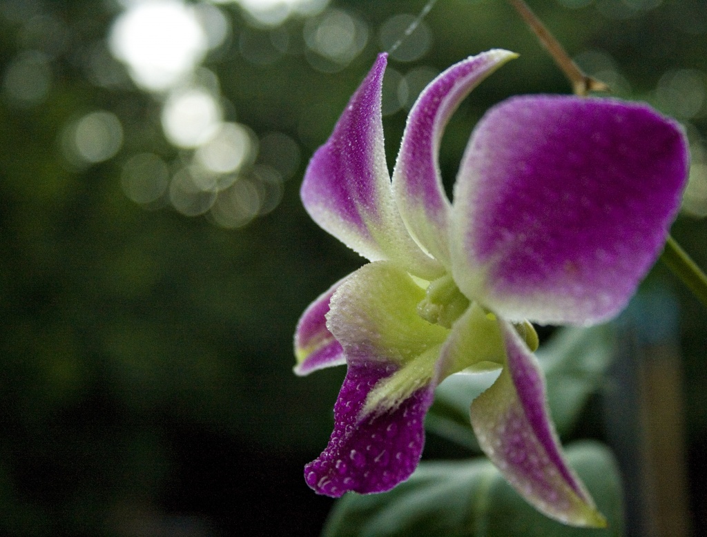 orchid bokeh by corymbia