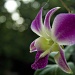 orchid bokeh by corymbia