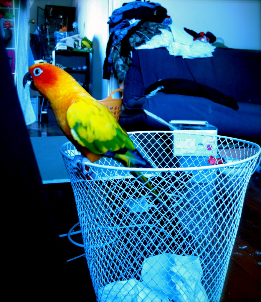 Rubbish - March challenge (with added parrots) by alia_801