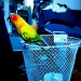 Rubbish - March challenge (with added parrots) by alia_801