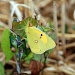 Clouded Yellow by seanoneill