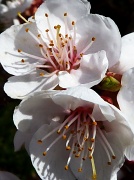 28th Mar 2012 - Peach Blossoms
