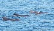 28th Mar 2012 - Pilot Whales in the Atlantic Ocean 