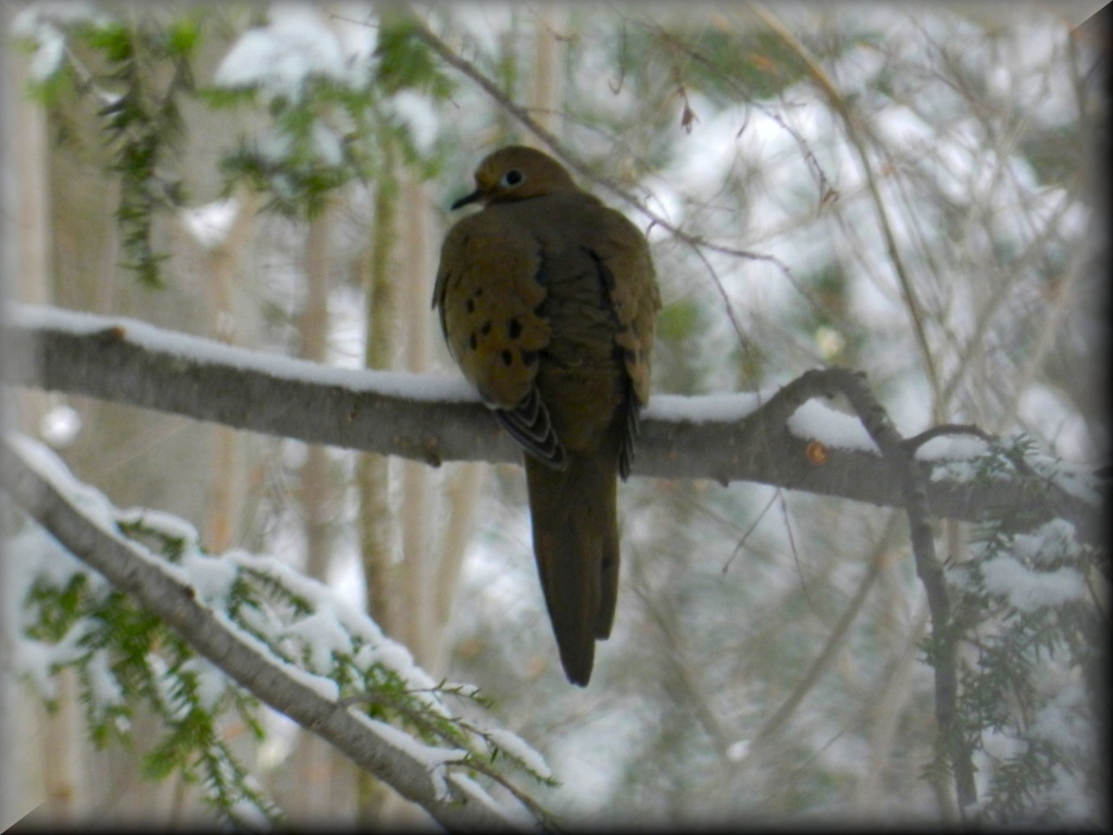 Good Morning Mourning Dove by paintdipper