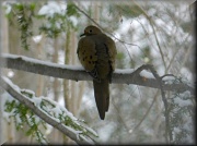 28th Mar 2012 - Good Morning Mourning Dove