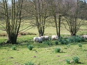28th Mar 2012 - Sheep may safely graze