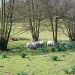 Sheep may safely graze by lellie
