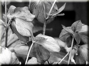 28th Mar 2012 - Lenten Rose (hellebore)