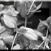 Lenten Rose (hellebore) by reba