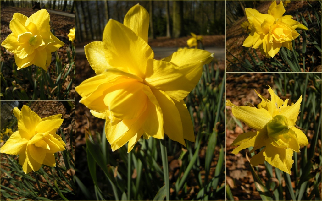 Yellow Daffodil`s by pyrrhula