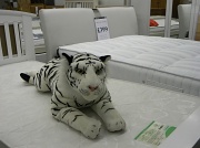 26th Mar 2012 - Tiger
