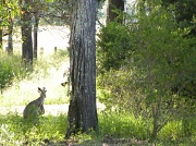 29th Mar 2012 - Kangaroos...