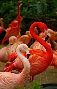 19th Mar 2012 - (Day 35) Do the Flamingo! 