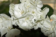 27th Mar 2012 - white indoor geranium