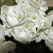 white indoor geranium by dmdfday