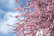 28th Mar 2012 - Spring is here!!