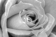 28th Mar 2012 - A Rose is Still a Rose