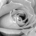 A Rose is Still a Rose by lynne5477