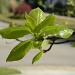 Blackgum Leaves Close-up 3.28.12 by sfeldphotos