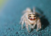 28th Mar 2012 - Jumping Spider