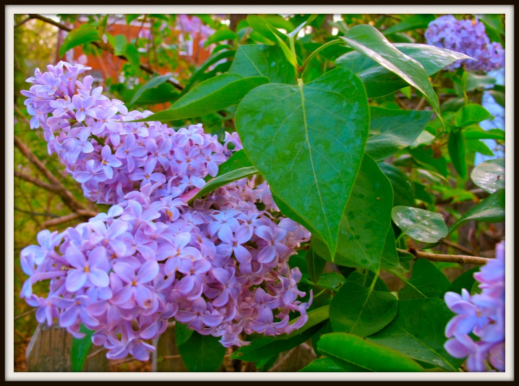 When Lilacs last in the Dooryard Bloomed by allie912