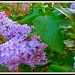 When Lilacs last in the Dooryard Bloomed by allie912