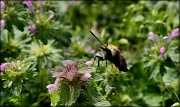 28th Mar 2012 - Snowberry Clearwing