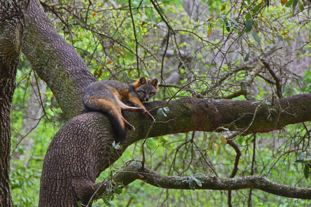 Fox in a Tree by hjbenson