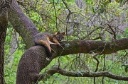 28th Mar 2012 - Fox in a Tree