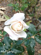 28th Mar 2012 - February Bloom