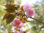 29th Mar 2012 - Kwanzan cherry tree blossoms...