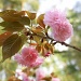 Kwanzan cherry tree blossoms... by marlboromaam