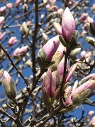 28th Mar 2012 - magnolia #2