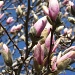 magnolia #2 by summerfield