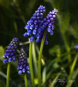 28th Mar 2012 - Grape Hyacinth